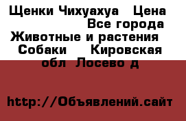 Щенки Чихуахуа › Цена ­ 12000-15000 - Все города Животные и растения » Собаки   . Кировская обл.,Лосево д.